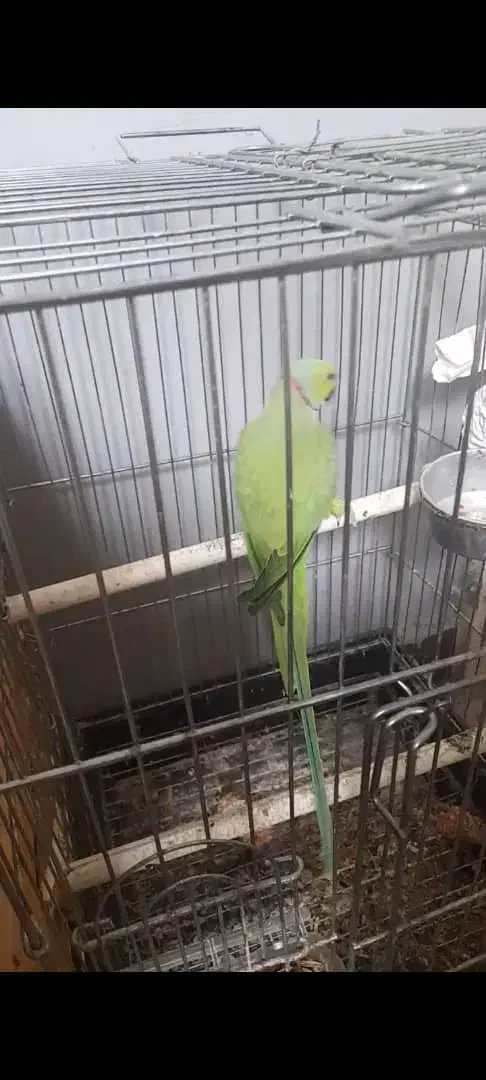 جفت ملنگو مولد  معاوضه با گرینچیک یا شاه طوطی|پرنده|ساری, |دیوار