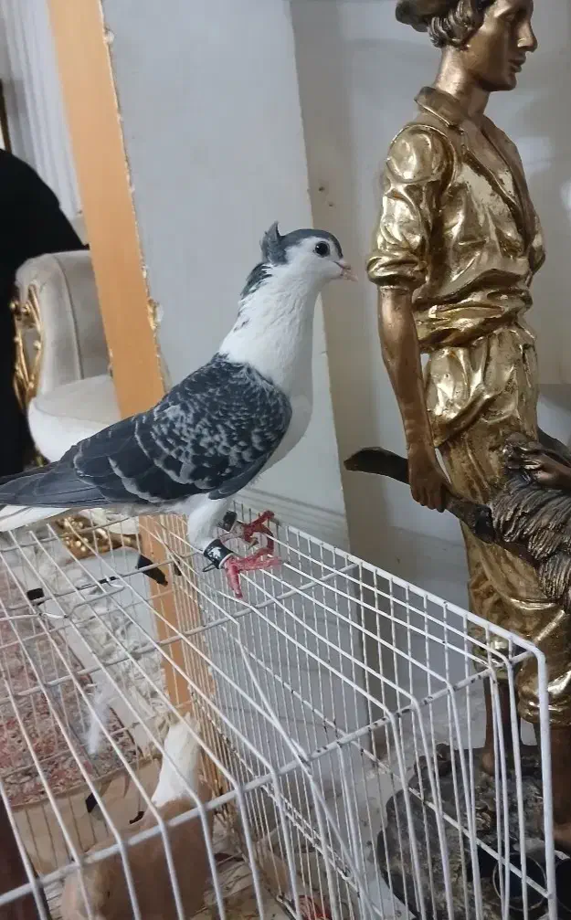 چند جفت طوقی و ساده کاکلی درشت قلدر|پرنده|مشهد, کشف|دیوار