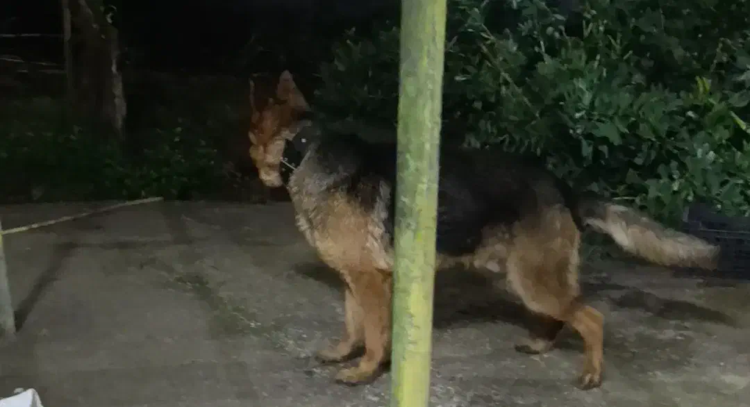 ژرمن شپرد|سگ|رودسر, |دیوار