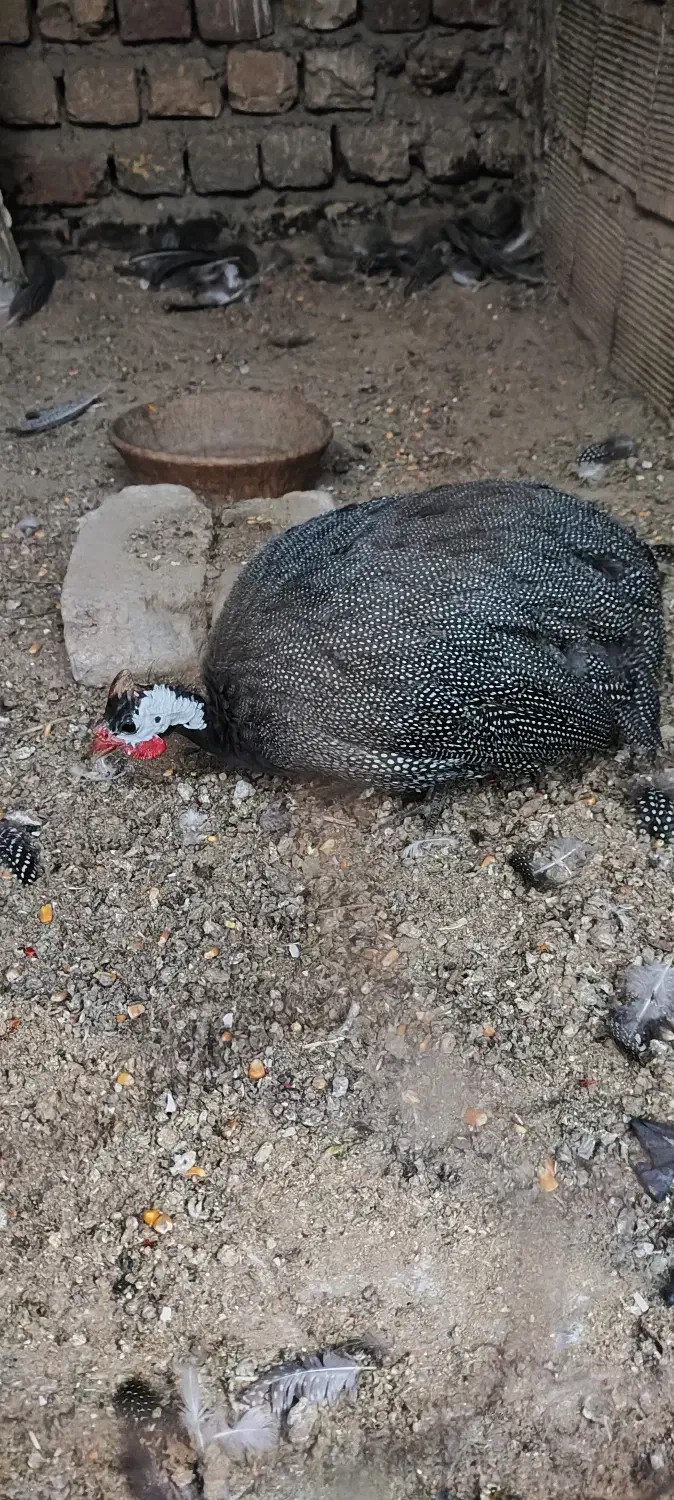 مرغ شاخدار|حیوانات مزرعه|ساوه, |دیوار