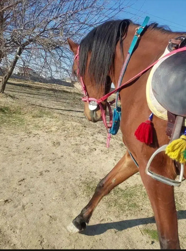 اسب|اسب و تجهیزات اسب‌سواری|سیلاخور, |دیوار