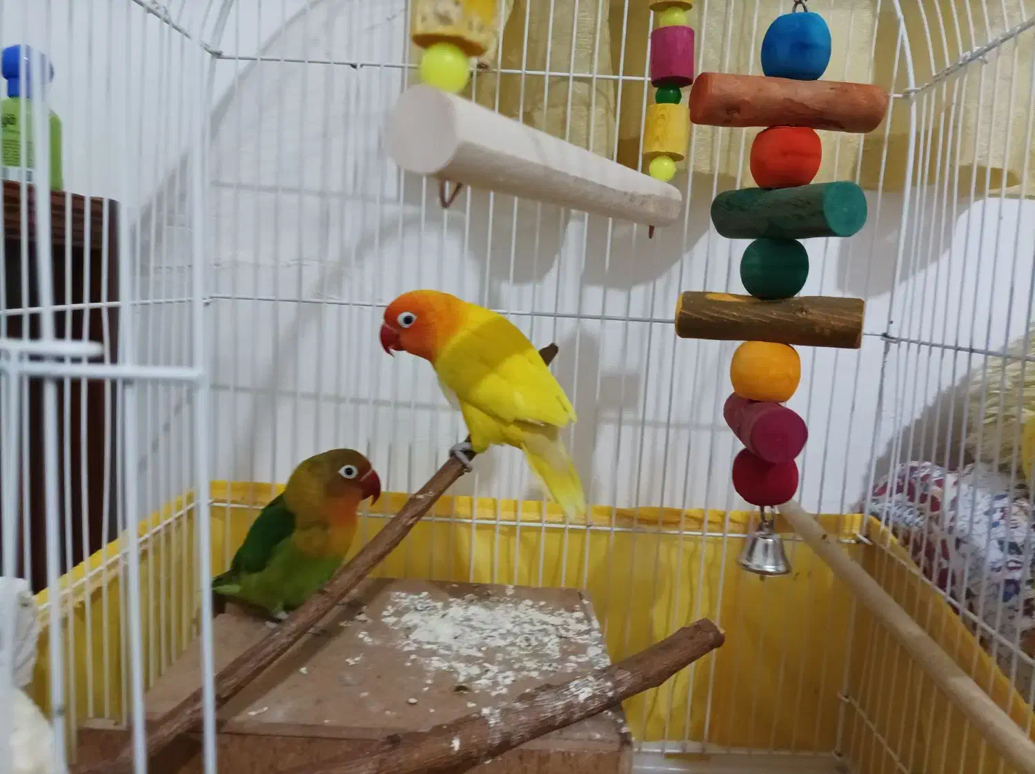 طوطی برزیلی سالم یک ساله|پرنده|تهران, سبلان (لشگر)|دیوار