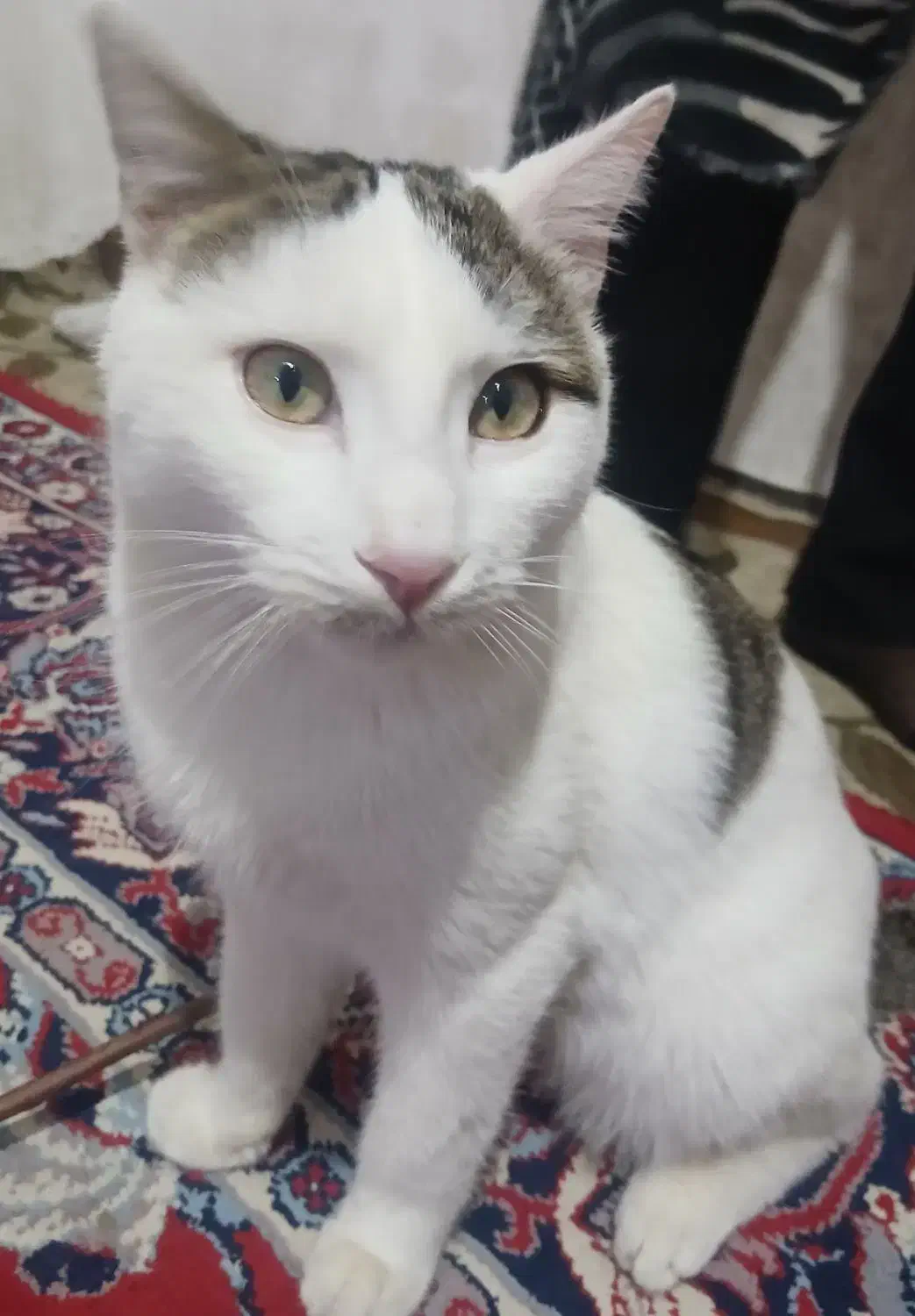 واگذاری دو گربه|گربه|اهر, |دیوار