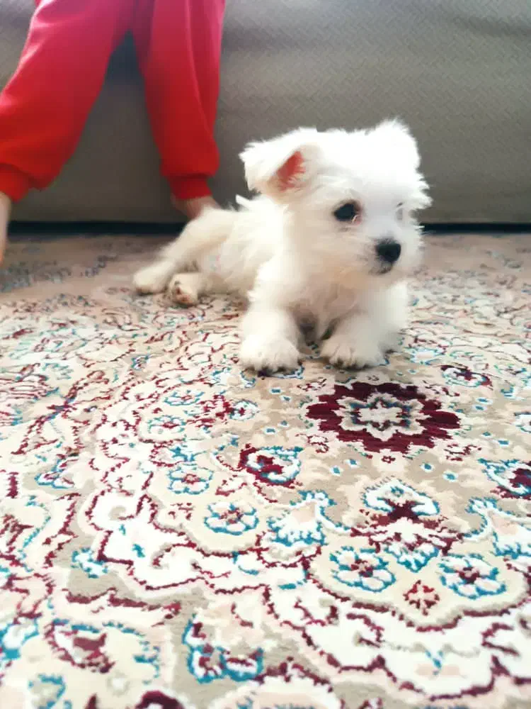 پودل کراس ۲ ماهه شناسنامه دار|سگ|کرج, عظیمیه|دیوار