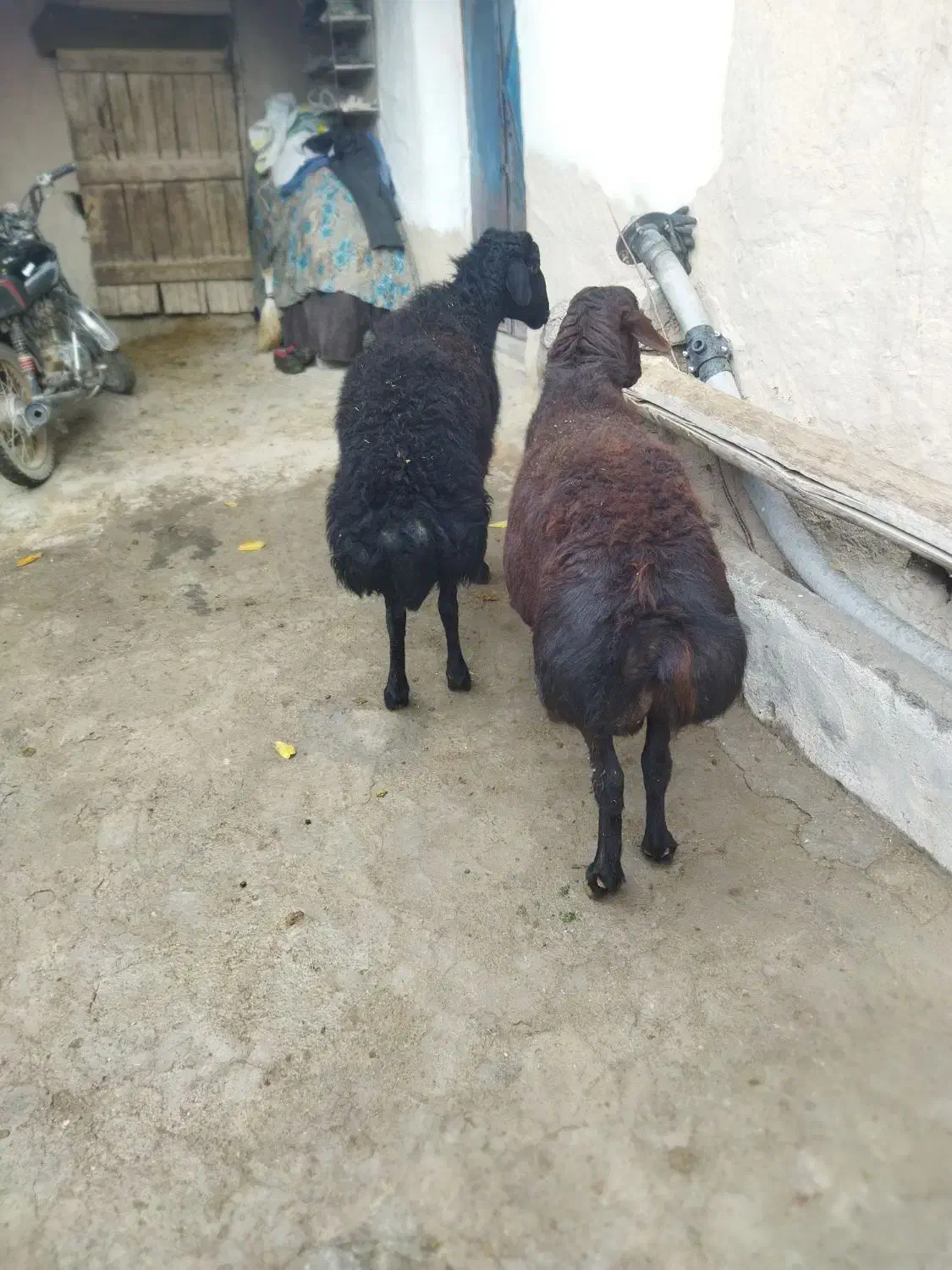 دو عدد قوچ قزل|حیوانات مزرعه|ماهنشان, |دیوار