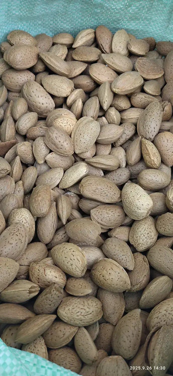 بادام سنگی درجه یک|خوردنی و آشامیدنی|دهگلان, |دیوار