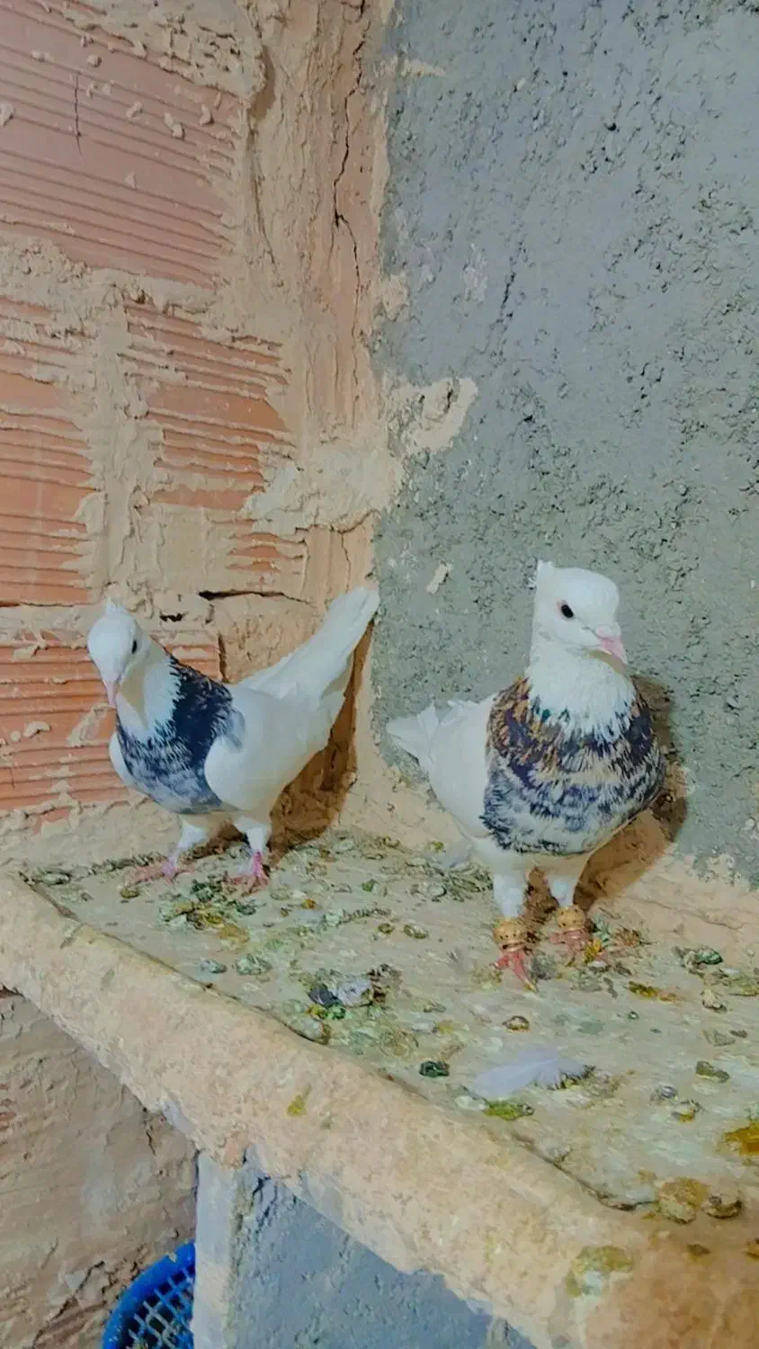 چند عدد طوقی|پرنده|آشخانه, |دیوار