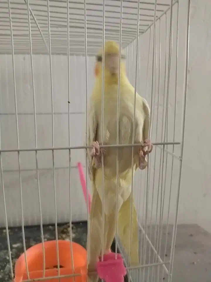 عروس هلندی نر|پرنده|رضویه, |دیوار