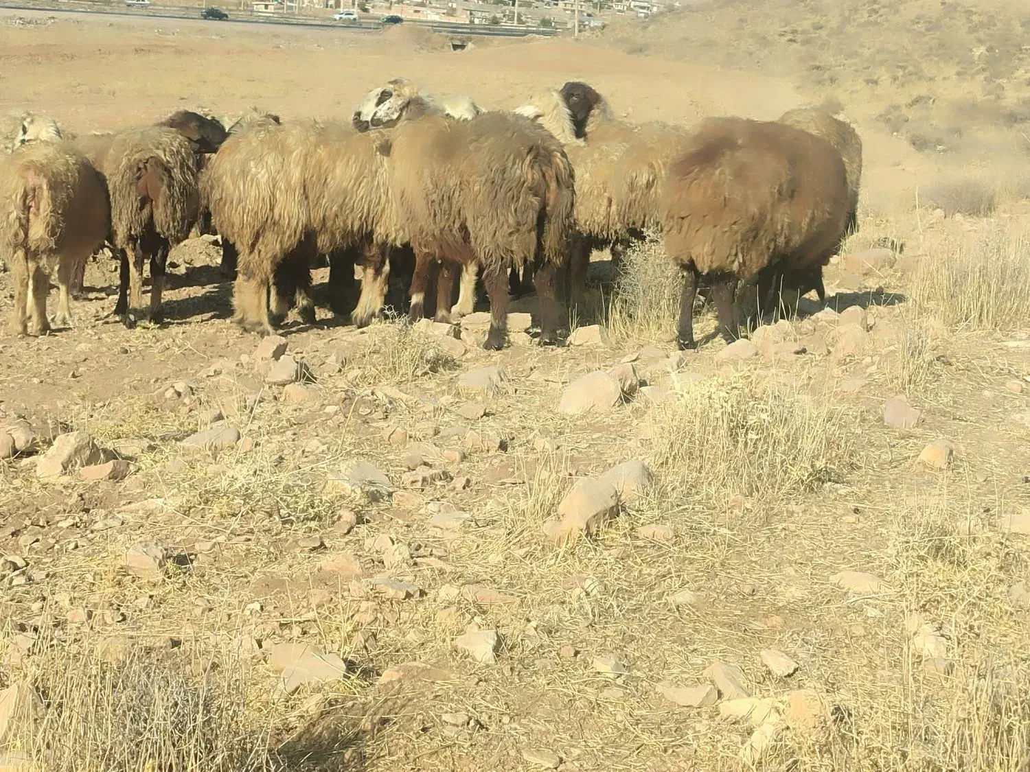 میش داشتی|حیوانات مزرعه|ارژن, |دیوار