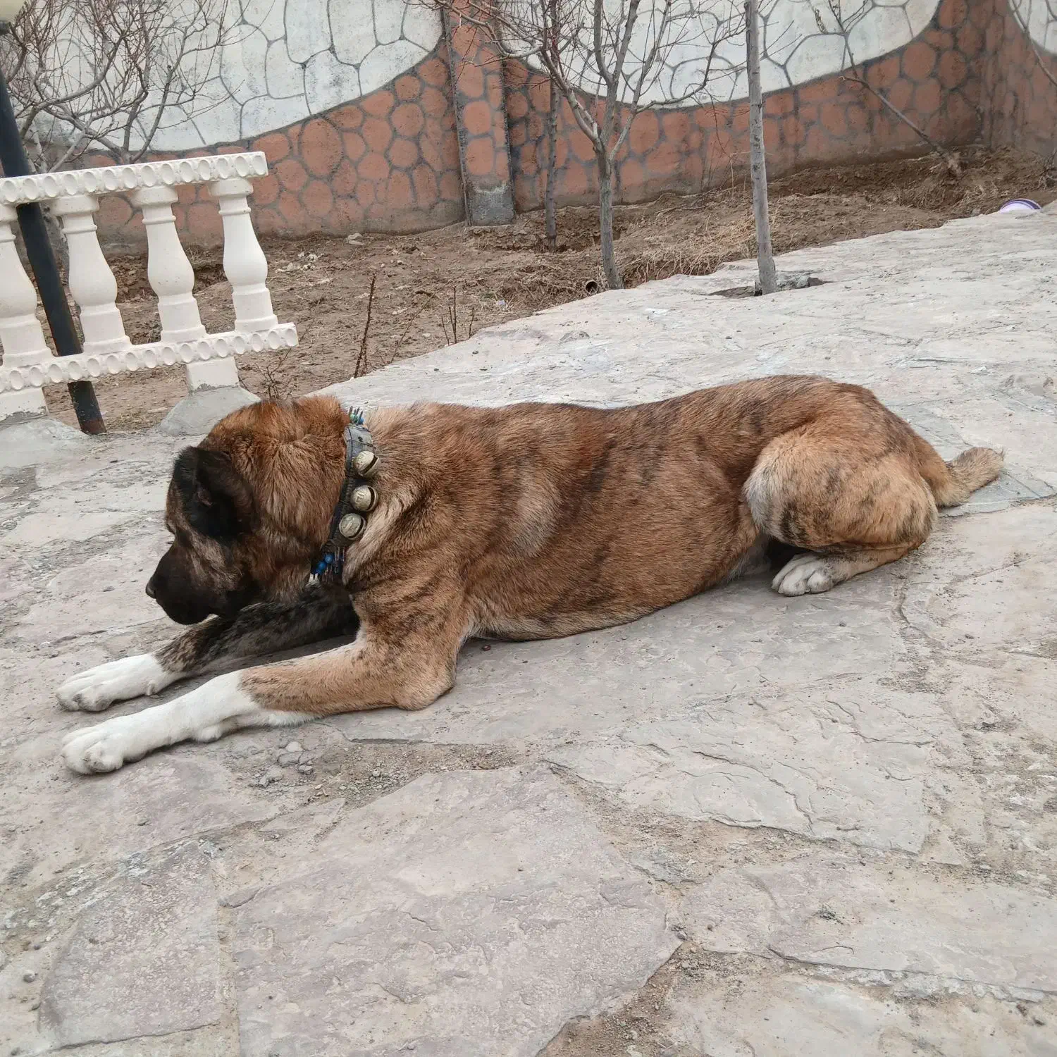 سگ افغان|سگ|مشهد, خلق آباد سفلی|دیوار