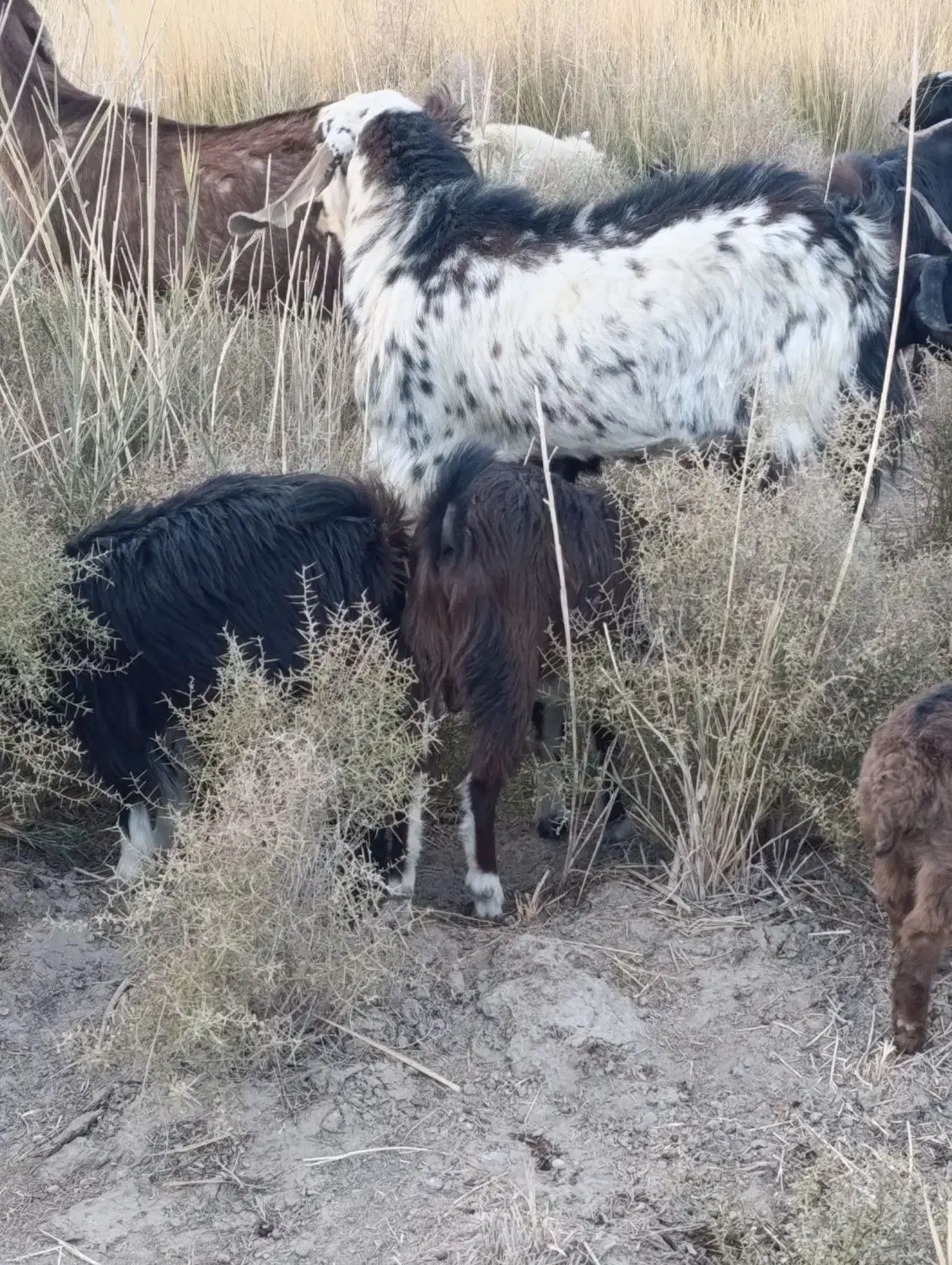 بزوگوسفند|حیوانات مزرعه|میرجاوه, |دیوار