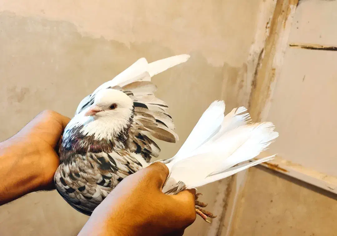 مایه کفترهای بعدازظهری کاشان|پرنده|کاشان, میدانگاه آقا|دیوار