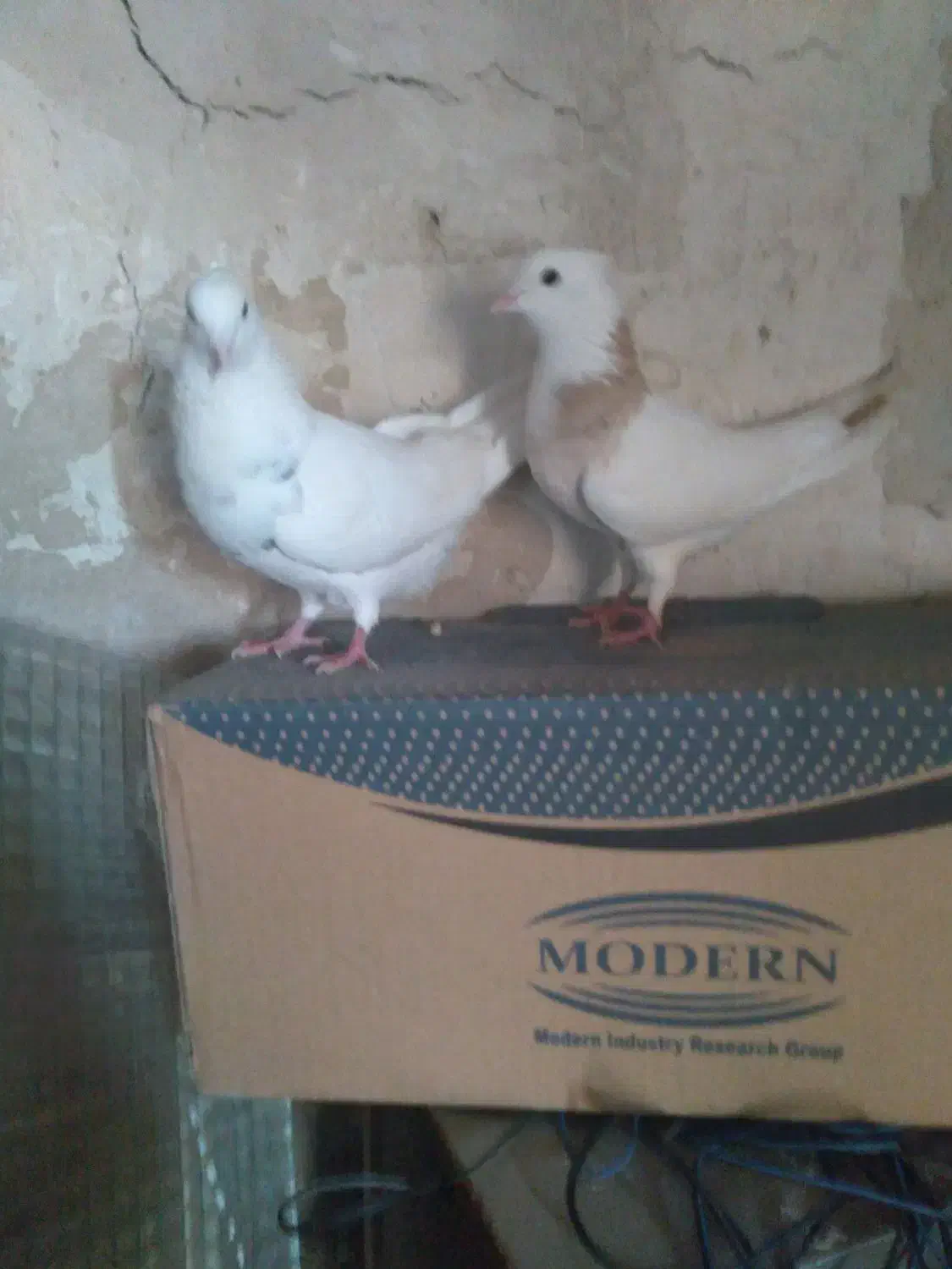 کفتر خوشکل|پرنده|ایذه, |دیوار