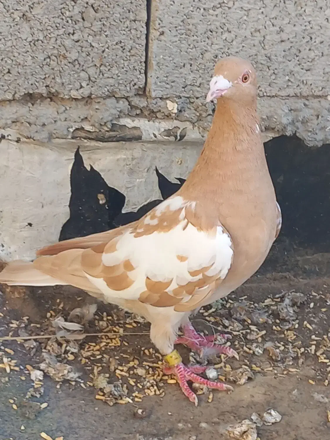 کارل پلاکی ماده|پرنده|وحدتیه, |دیوار