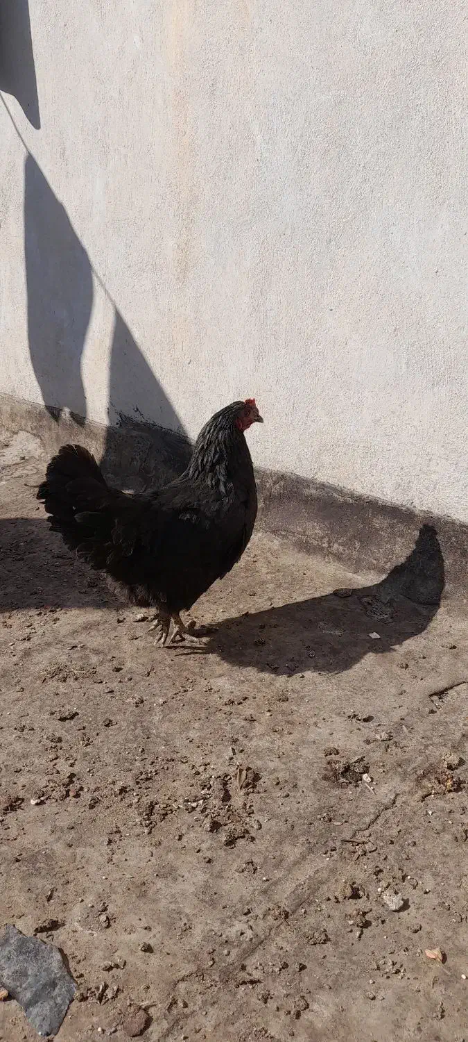 یک عدد خروس ومرغ|حیوانات مزرعه|مشهد, قائم|دیوار