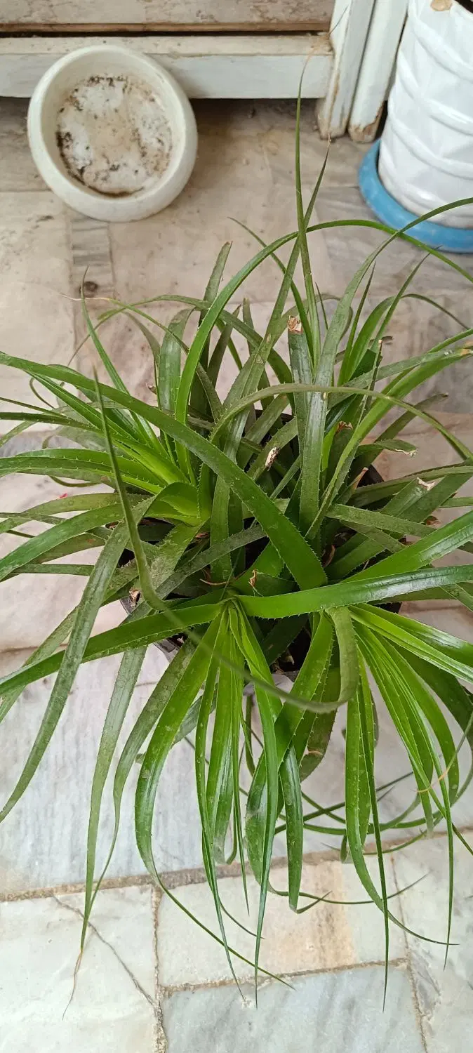 حراج گل|گل و گیاه طبیعی|علی‌آباد کتول, |دیوار