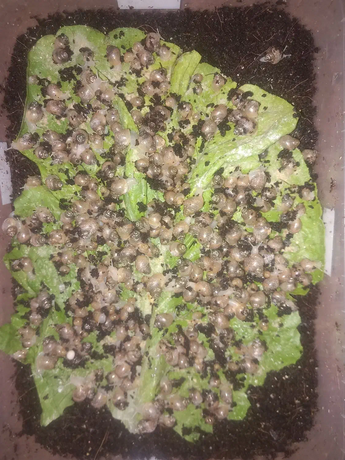 حلزون  پرورشی یک ماهه|خزنده|سربیشه, |دیوار