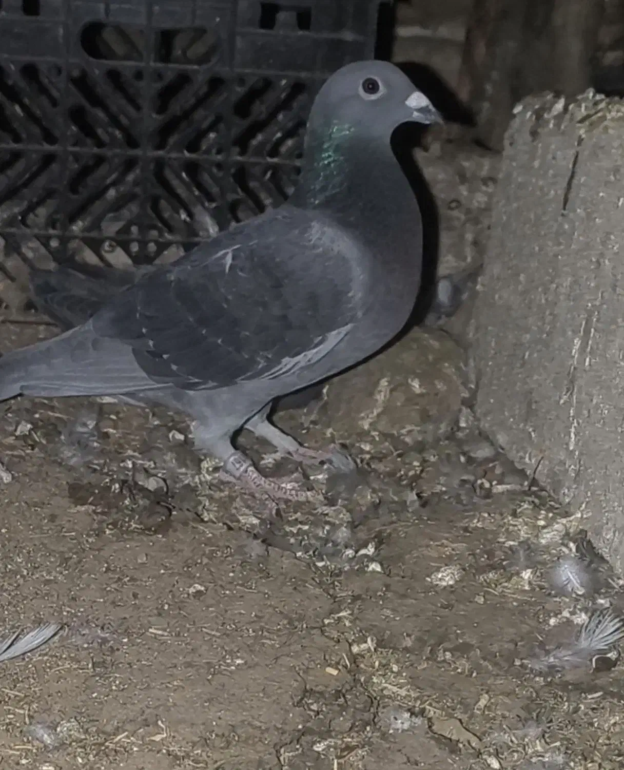 سبز|پرنده|کازرون, |دیوار