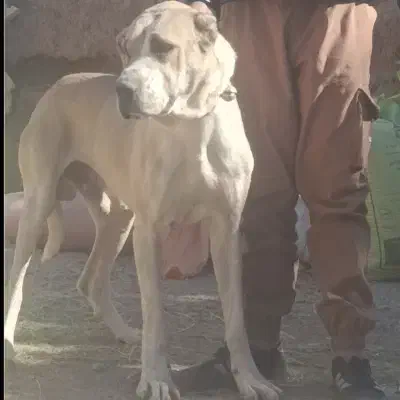 سگمیکس|سگ|تربت جام, اسماعیل آباد|دیوار