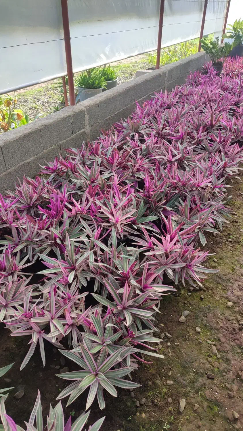 گل زیپلین|گل و گیاه طبیعی|رودسر, |دیوار