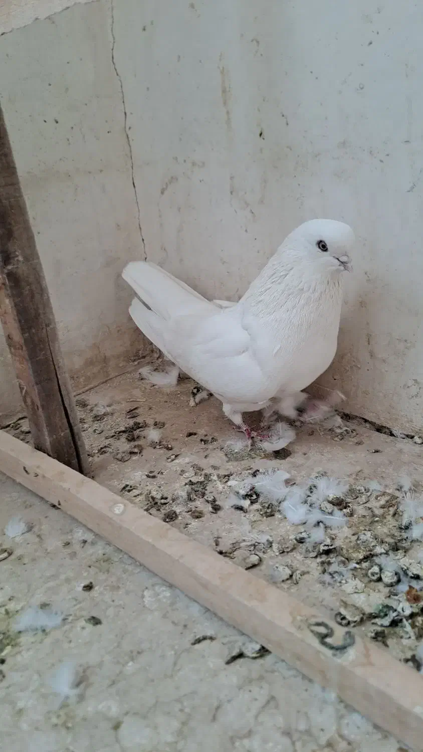 کبوتر ماده سفید،اراکی،تهرانی،شمرونی|پرنده|مبارکه, |دیوار