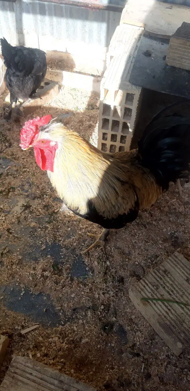 خروس جوان چهل تاج|حیوانات مزرعه|خمینی‌شهر, |دیوار