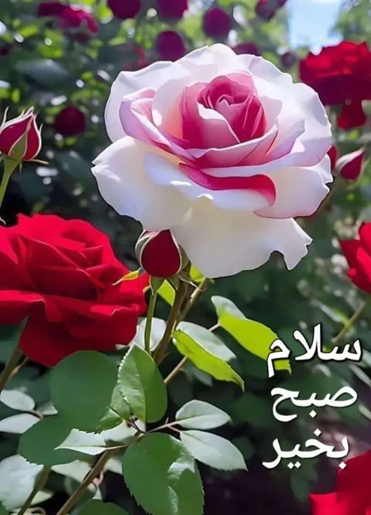 0913-118-4879|سیمکارت|اصفهان, شاهزاده ابراهیم|دیوار