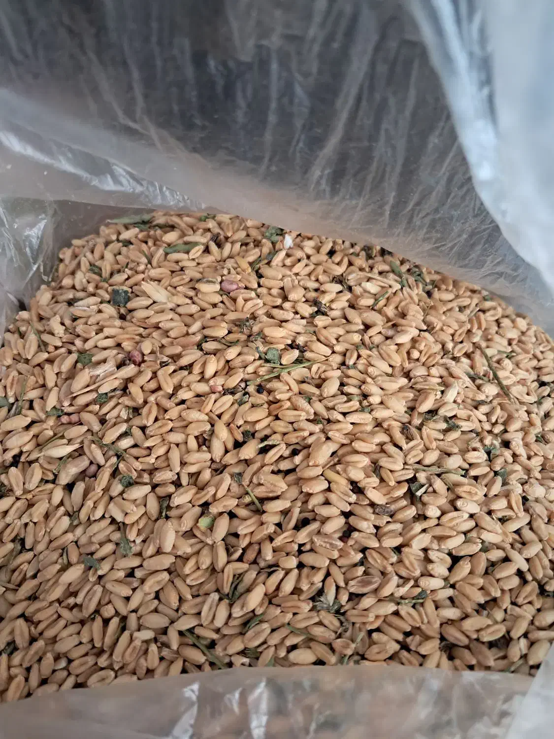 گندم دیم|خوردنی و آشامیدنی|تربت جام, میان جام|دیوار