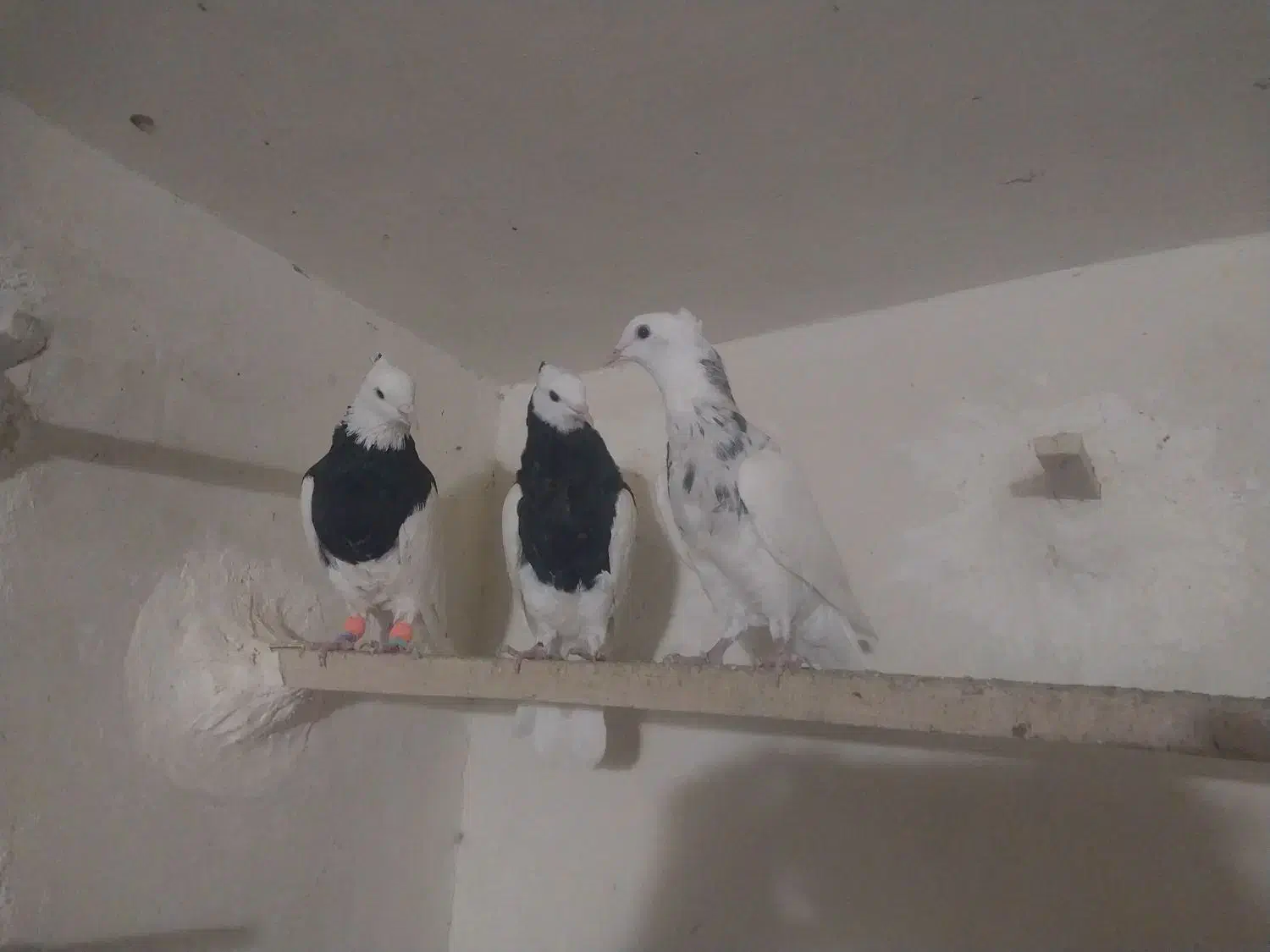 طوقی|پرنده|بردسکن, |دیوار