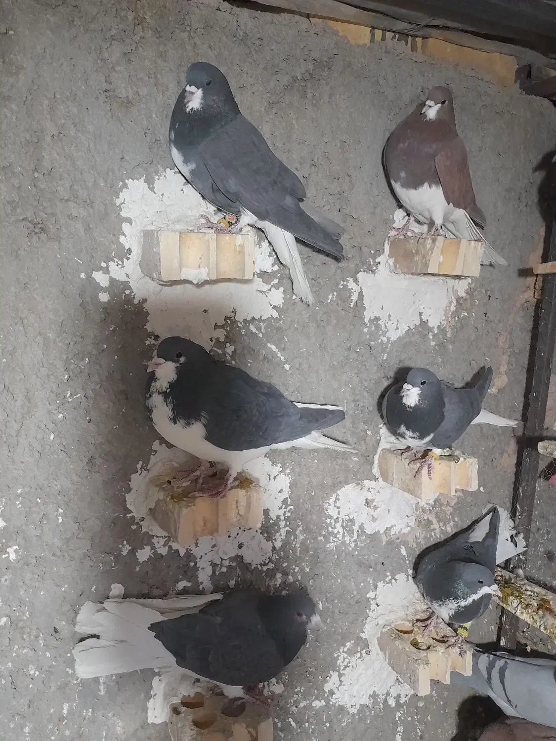 کبوترشهری|پرنده|آباده, |دیوار