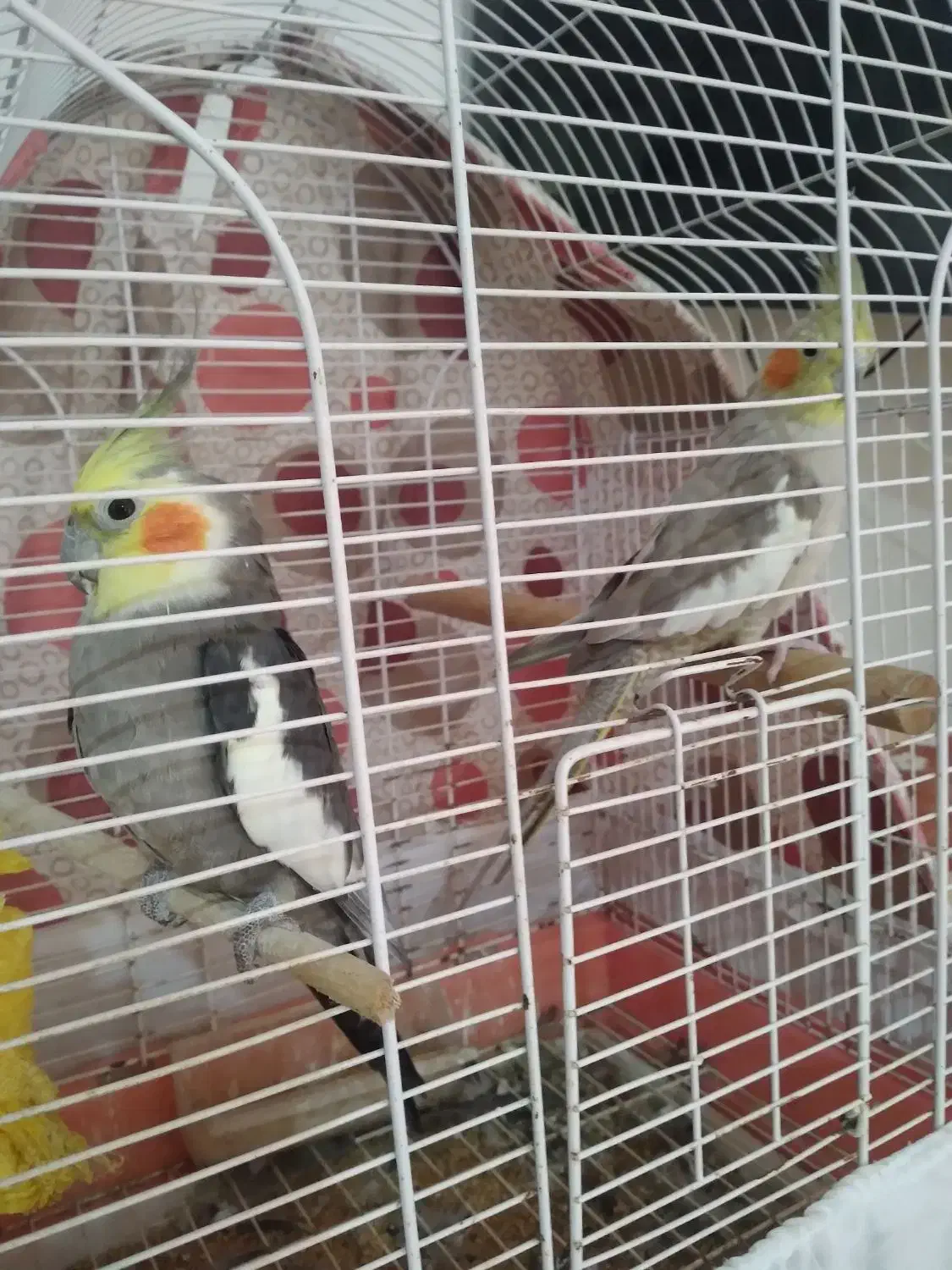 عروس سخنگو|پرنده|خرمآباد (تنکابن), |دیوار