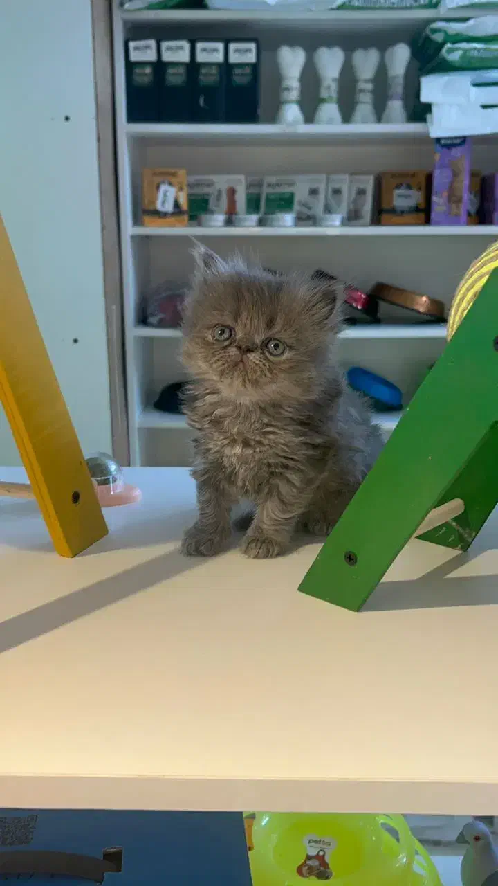 بریتیش پرشین بلو|گربه|رشت, معلم|دیوار