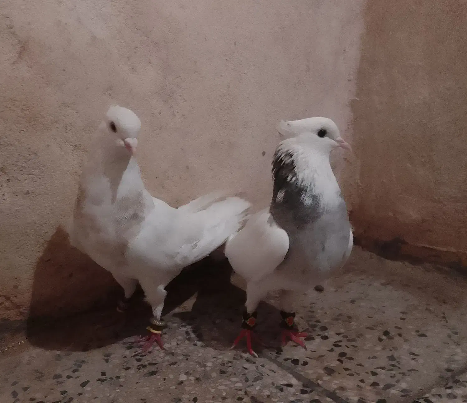 کبوتر|پرنده|دهدشت, |دیوار