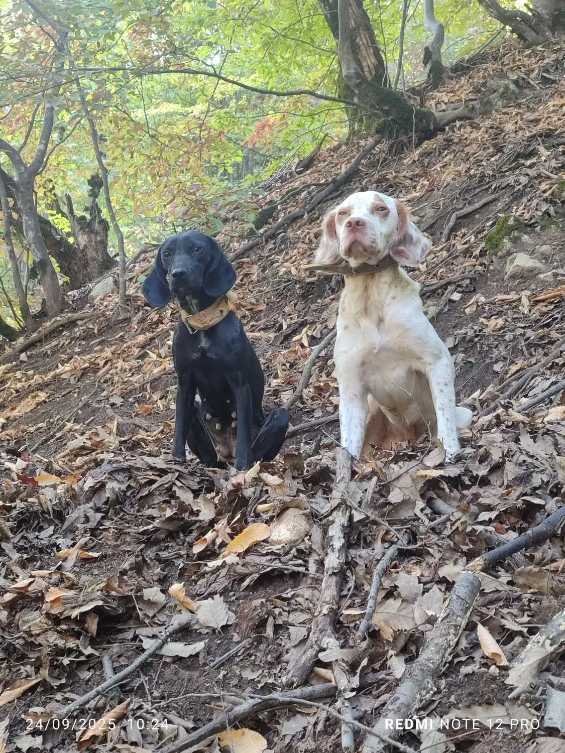 توله دمبلانی اور|سگ|دوزین, |دیوار