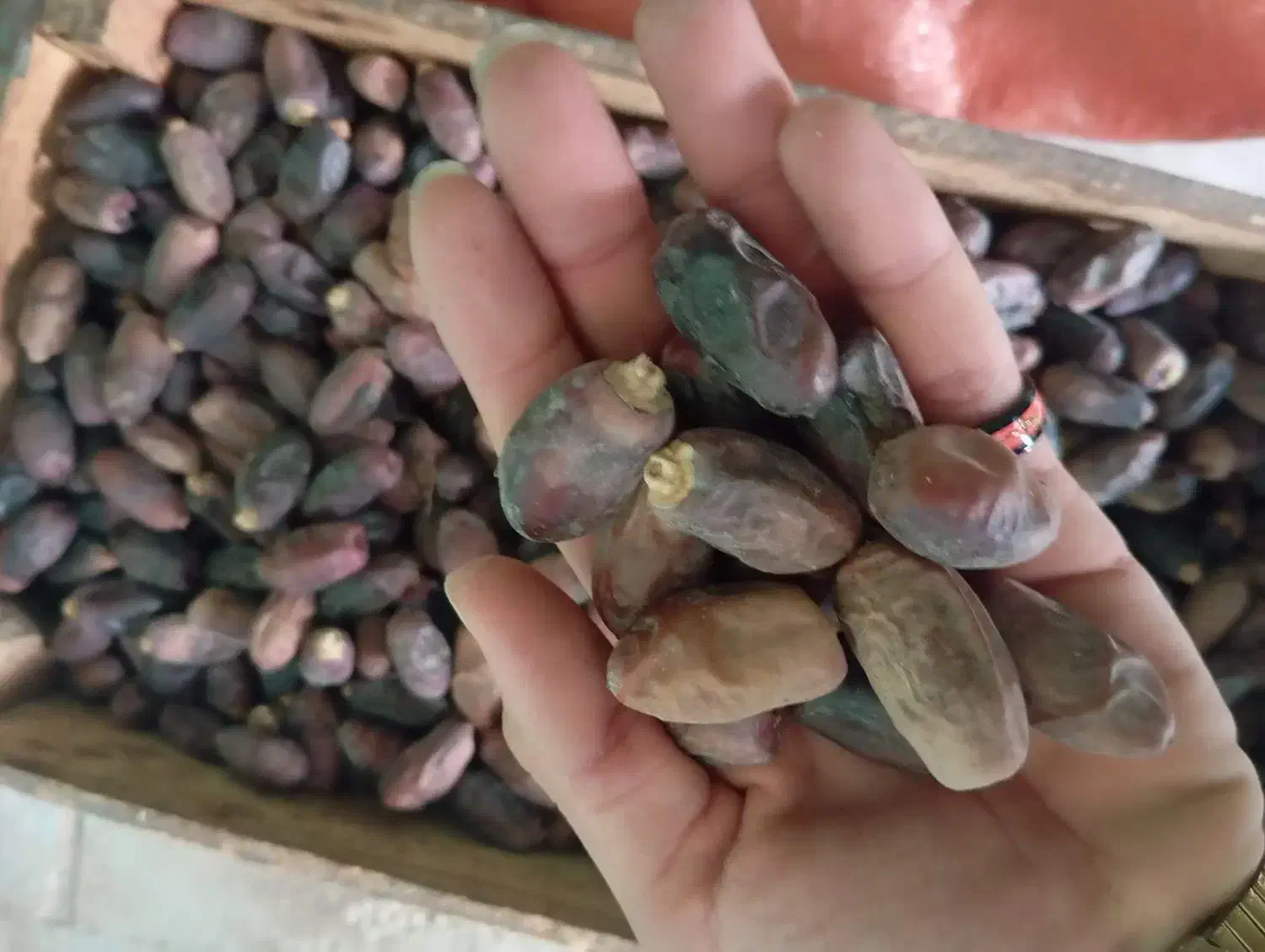 خرما دیری|حراج|اهواز, اسماعیلیه|دیوار