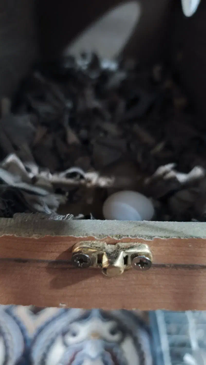 عروس هلندی|پرنده|قرچک, داوود آباد|دیوار