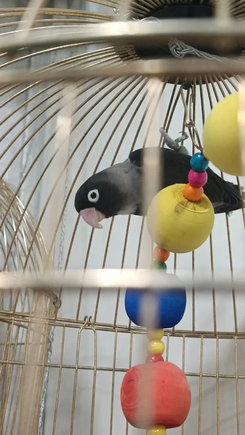 طوطی برزیلی مولد|پرنده|پاکدشت, خاتون آباد|دیوار