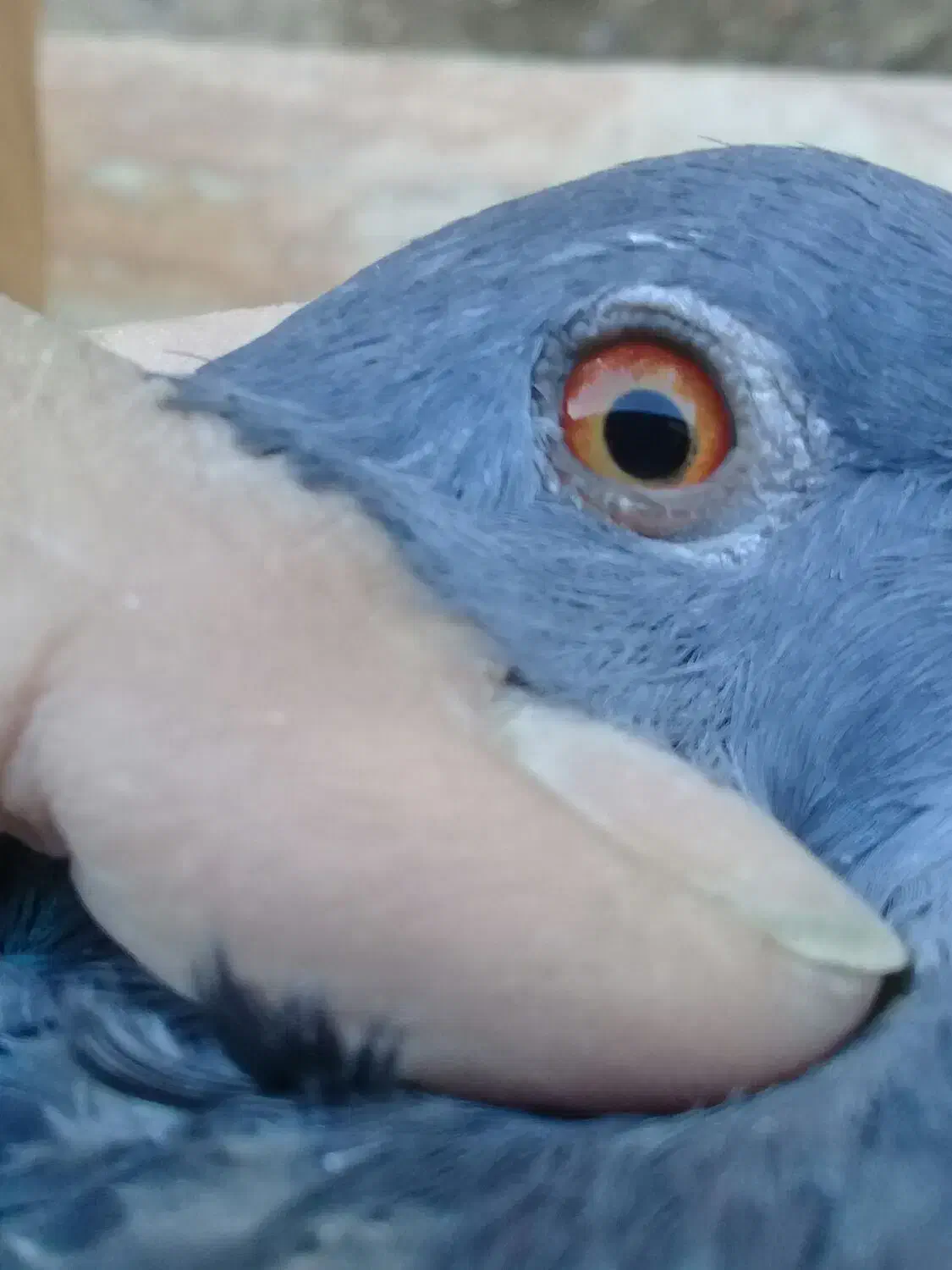 کفتر|پرنده|جیرفت, |دیوار