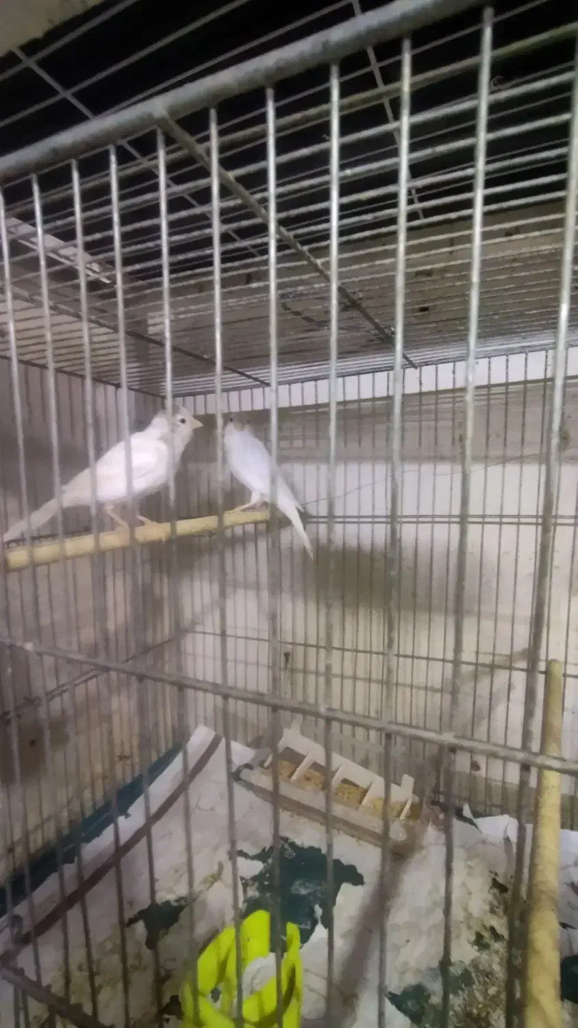 پرنده|پرنده|سلامی, |دیوار