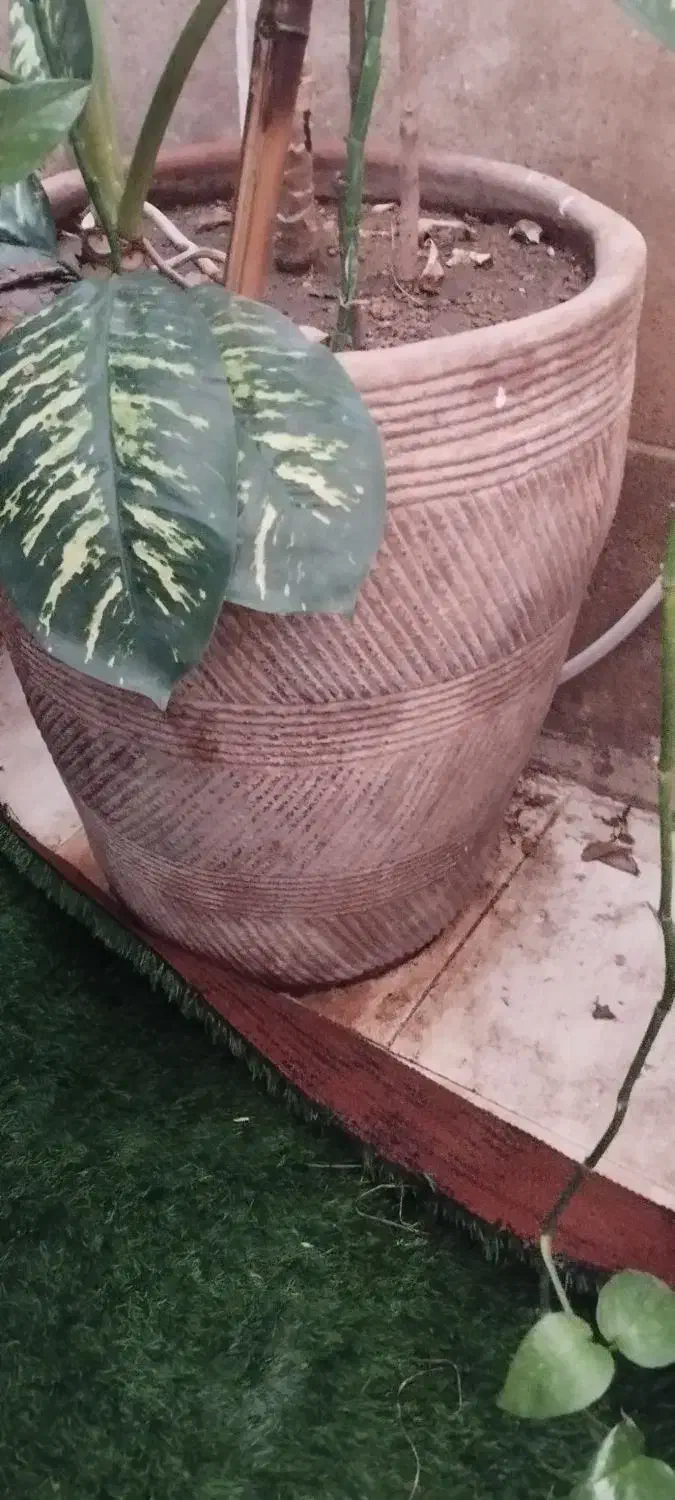 گل و گلدان بزرگ|گل و گیاه طبیعی|صدرا-فارس, فاز ۱|دیوار