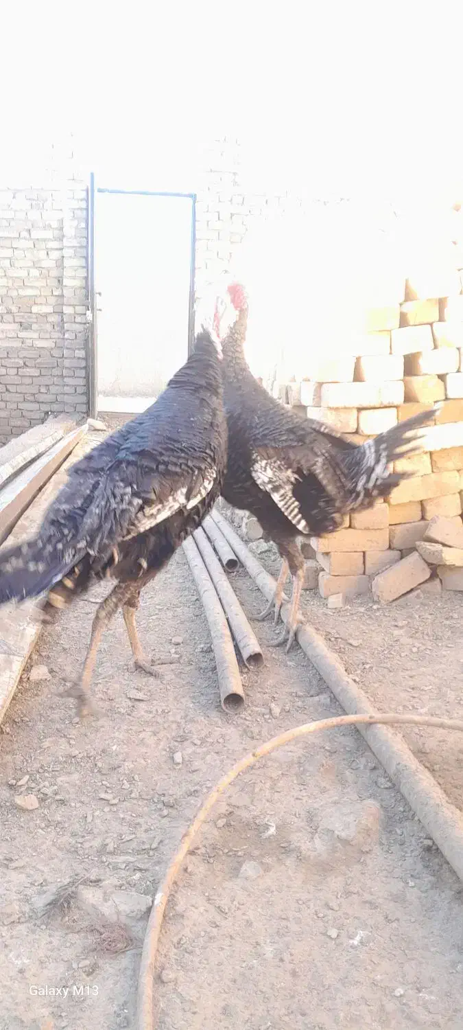 بوقلمون|حیوانات مزرعه|قیدار, |دیوار