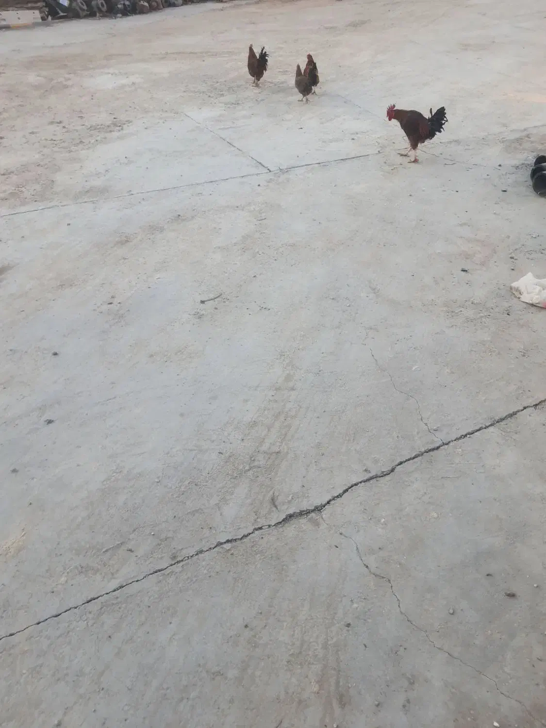 خروس|حیوانات مزرعه|گرمسار, |دیوار