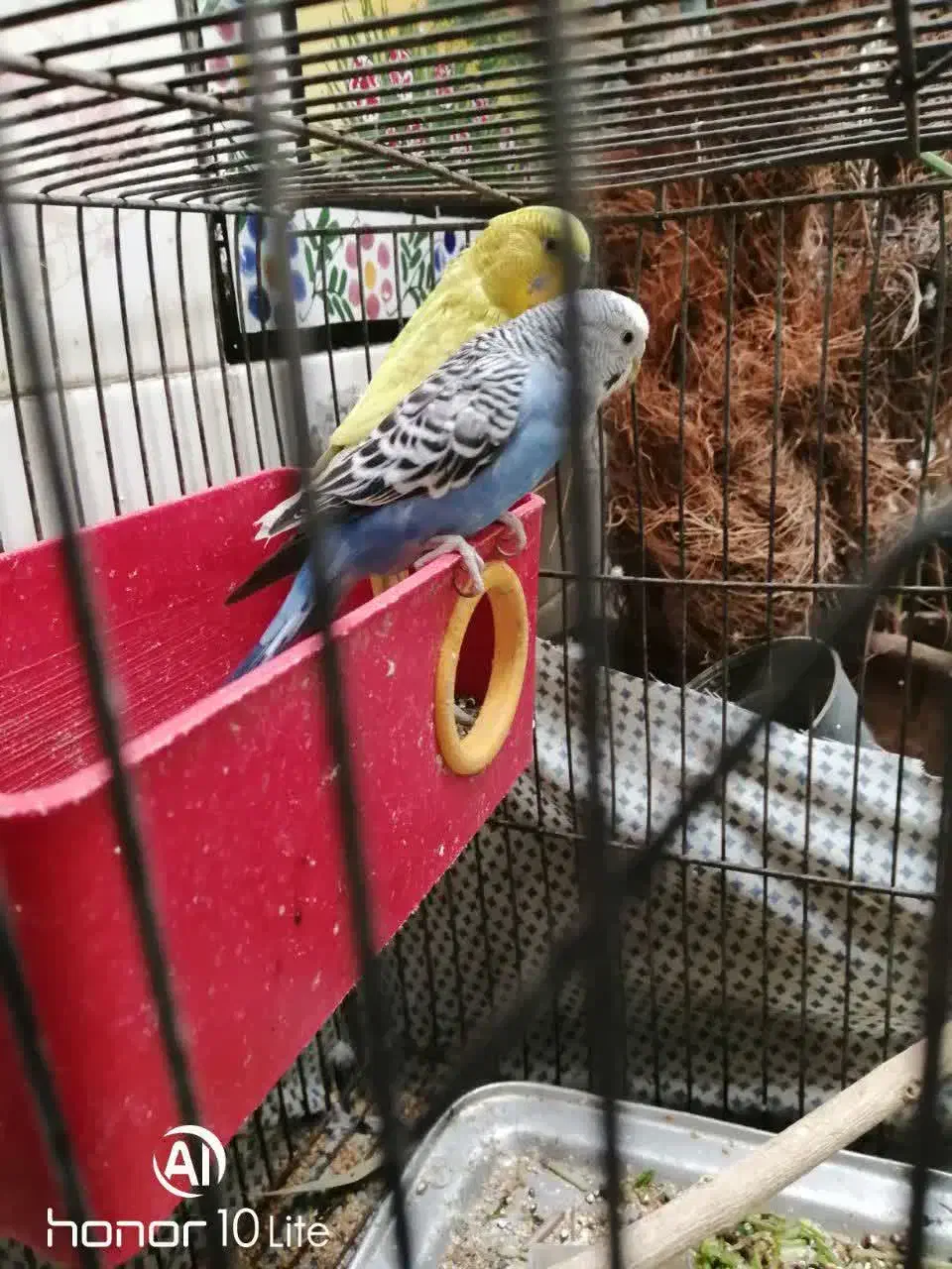 چهار مرغ عشق دررنگهای مختلف|پرنده|شهرضا, |دیوار