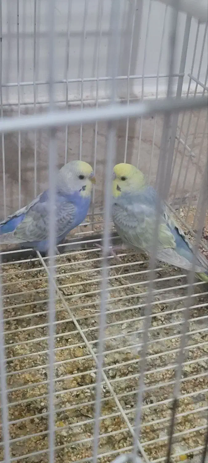 مرغ عشق رینبو اورجینال|پرنده|بیرجند, |دیوار