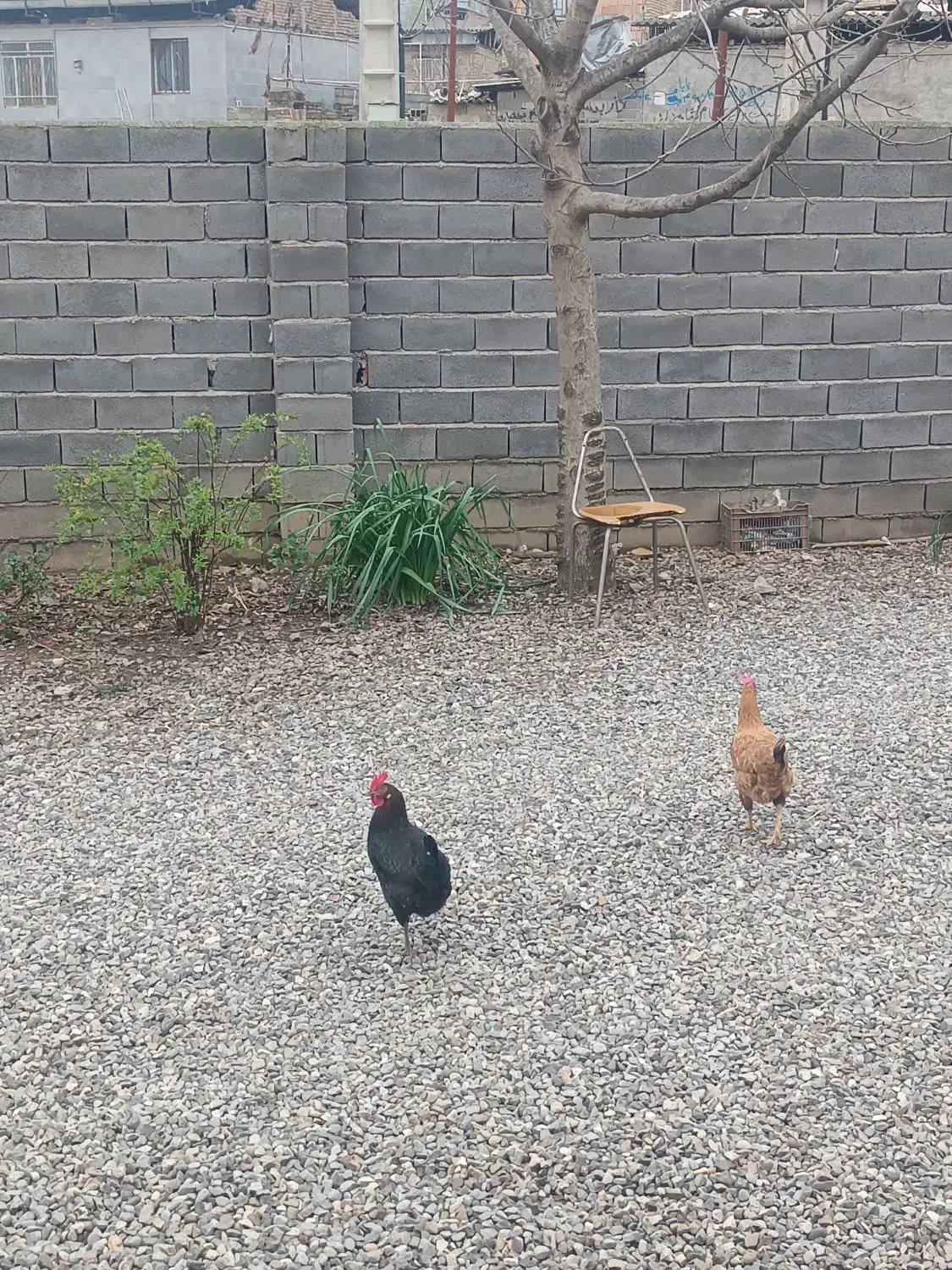 مرغ محلی|حیوانات مزرعه|خان ببین, |دیوار