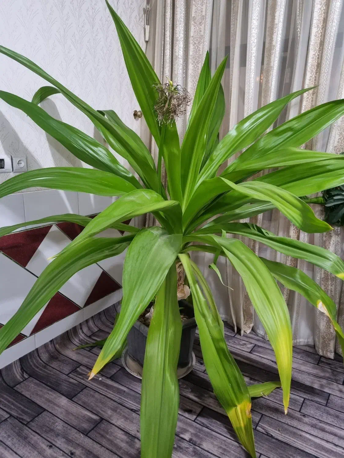 گل اشک ملکه|گل و گیاه طبیعی|قهدریجان, |دیوار