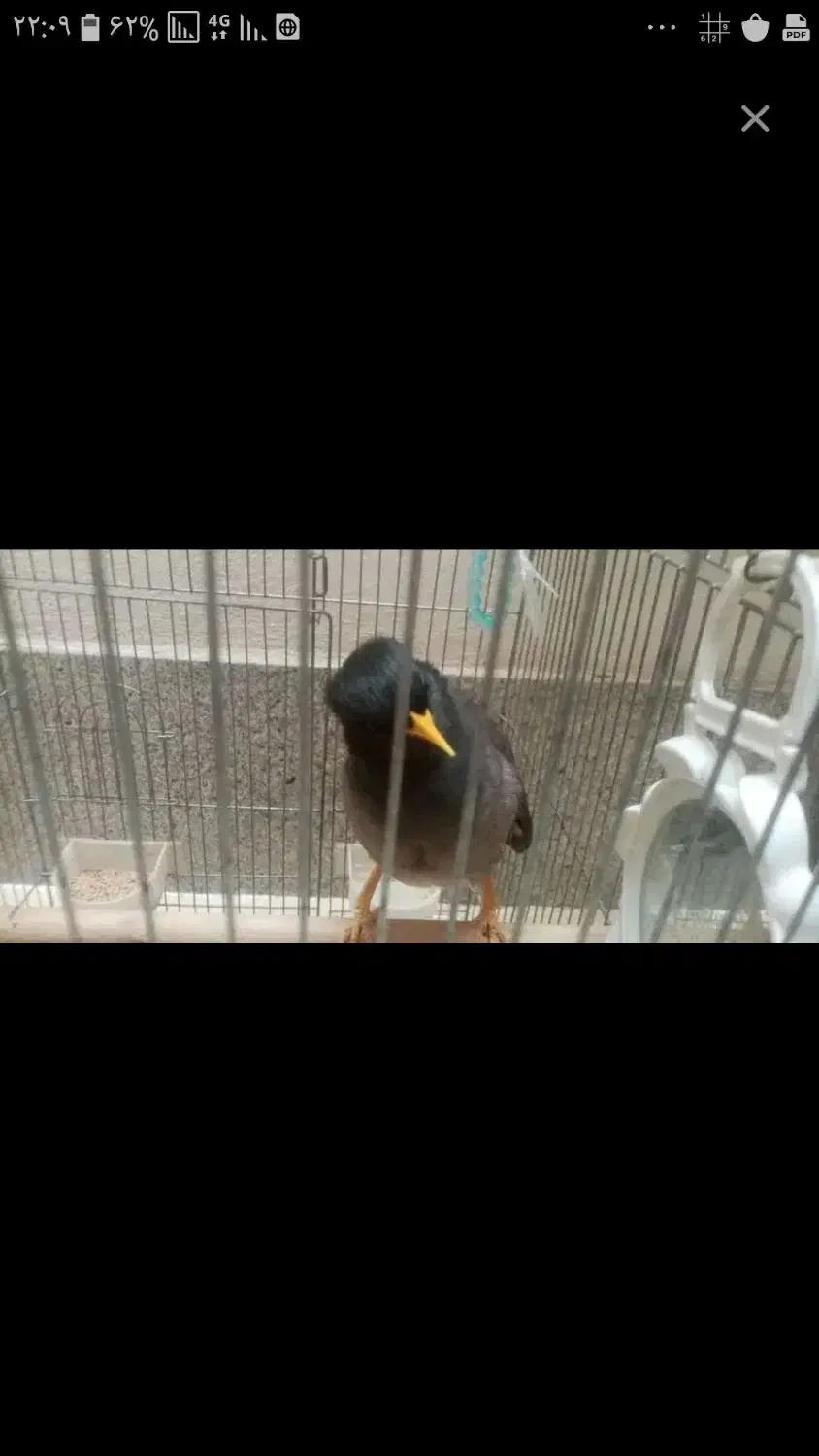 پرنده|پرنده|شیراز, گلشن|دیوار