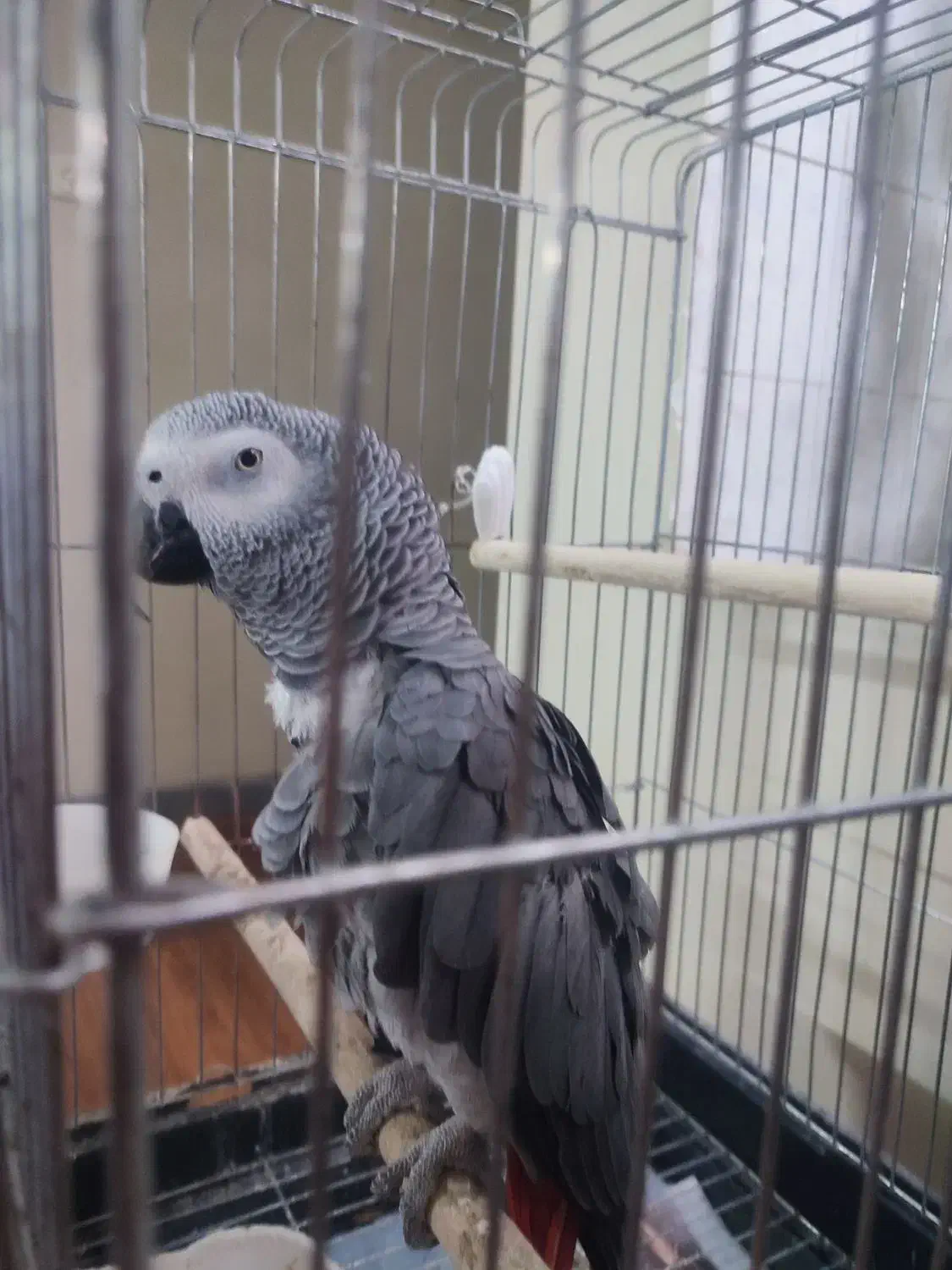 کاسکو|پرنده|شیراز, شریف‌آباد|دیوار