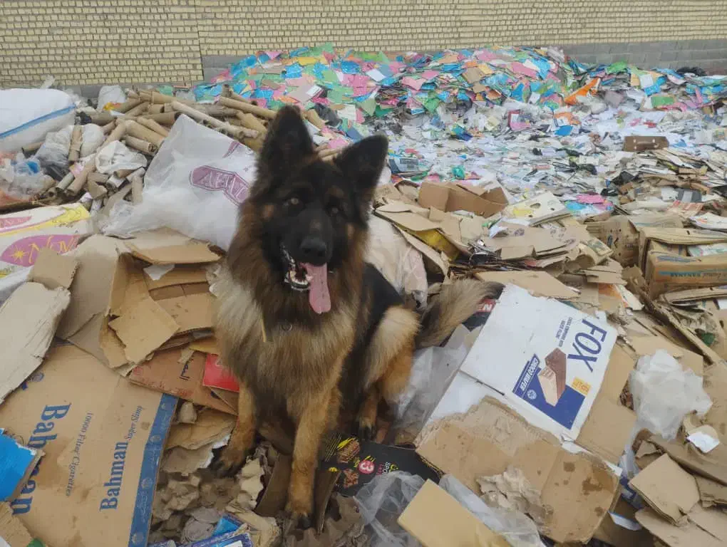 واگذاری سگ ژرمن شولاین|سگ|داراب, |دیوار