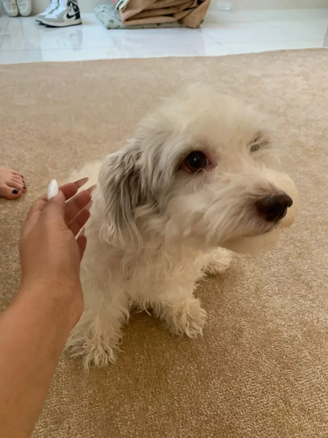 واگذاری سگ|سگ|رشت, استادسرا|دیوار